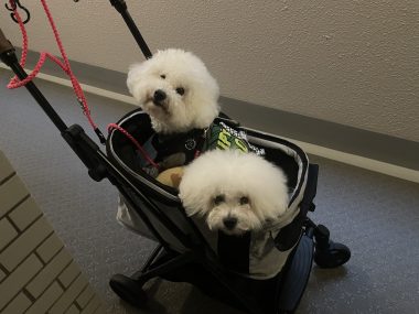 ビションフリーゼ おもち ダリのサイとおもちとふくらむ IMG_4623-380x285 ビションフリーゼ おもち ダリのサイとおもちとふくらむ IMG_4623-380x285