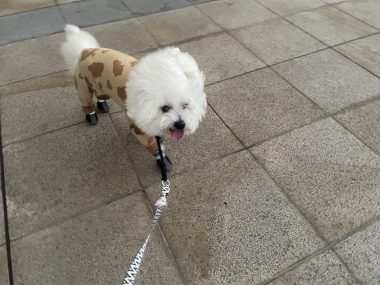 ビションフリーゼ おもち ダリのサイとおもちとふくらむ IMG_4624-380x285 ビションフリーゼ おもち ダリのサイとおもちとふくらむ IMG_4624-380x285