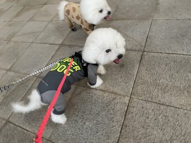 ビションフリーゼ おもち ダリのサイとおもちとふくらむ IMG_4625-380x285 ビションフリーゼ おもち ダリのサイとおもちとふくらむ IMG_4625-380x285