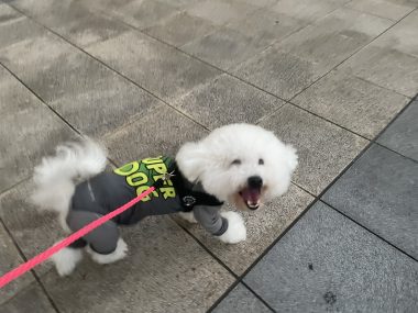 ビションフリーゼ おもち ダリのサイとおもちとふくらむ IMG_4626-380x285 ビションフリーゼ おもち ダリのサイとおもちとふくらむ IMG_4626-380x285
