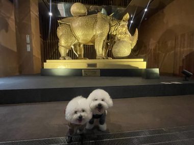ビションフリーゼ おもち ダリのサイとおもちとふくらむ IMG_4634-380x285 ビションフリーゼ おもち ダリのサイとおもちとふくらむ IMG_4634-380x285