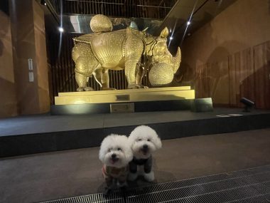 ビションフリーゼ おもち ダリのサイとおもちとふくらむ IMG_4637-380x285 ビションフリーゼ おもち ダリのサイとおもちとふくらむ IMG_4637-380x285