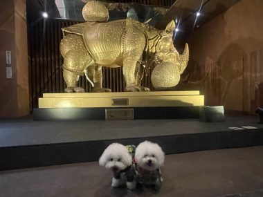 ビションフリーゼ おもち ダリのサイとおもちとふくらむ IMG_4643-380x285 ビションフリーゼ おもち ダリのサイとおもちとふくらむ IMG_4643-380x285