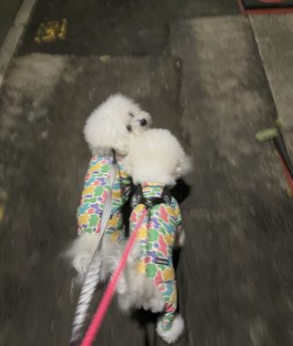 ビションフリーゼ おもち おもちふくさんぽとか彡 IMG_4645-322x380 ビションフリーゼ おもち おもちふくさんぽとか彡 IMG_4645-322x380