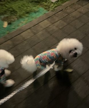 ビションフリーゼ おもち おもちふくさんぽとか彡 IMG_4647-312x380 ビションフリーゼ おもち おもちふくさんぽとか彡 IMG_4647-312x380