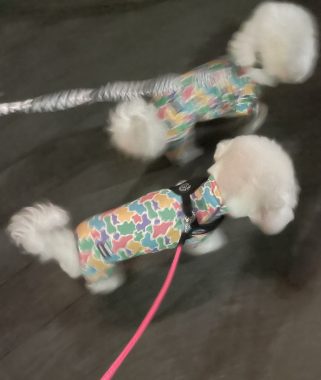 ビションフリーゼ おもち おもちふくさんぽとか彡 IMG_4648-321x380 ビションフリーゼ おもち おもちふくさんぽとか彡 IMG_4648-321x380