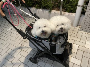 ビションフリーゼ おもち おもちふくさんぽとか彡 IMG_4649-380x285 ビションフリーゼ おもち おもちふくさんぽとか彡 IMG_4649-380x285