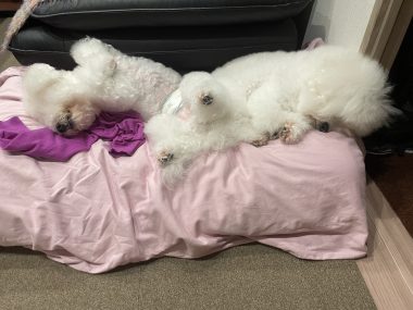 ビションフリーゼ おもち おもちふくさんぽとか彡 IMG_4654-380x285 ビションフリーゼ おもち おもちふくさんぽとか彡 IMG_4654-380x285