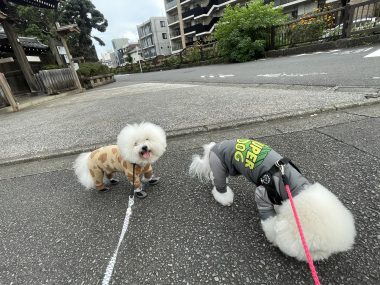 ビションフリーゼ おもち おもちふくさんぽとか彡 IMG_4656-380x285 ビションフリーゼ おもち おもちふくさんぽとか彡 IMG_4656-380x285