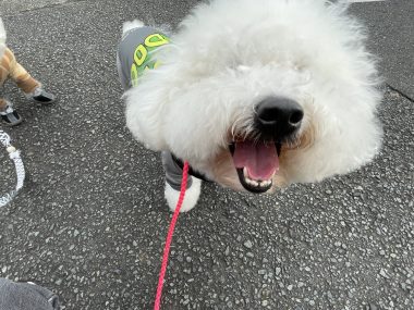 ビションフリーゼ おもち おもちふくさんぽとか彡 IMG_4658-380x285 ビションフリーゼ おもち おもちふくさんぽとか彡 IMG_4658-380x285