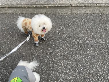 ビションフリーゼ おもち おもちふくさんぽとか彡 IMG_4660-380x285 ビションフリーゼ おもち おもちふくさんぽとか彡 IMG_4660-380x285