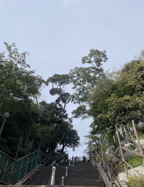 ビションフリーゼ おもち おもちふくさんぽとか彡 IMG_4663-294x380 ビションフリーゼ おもち おもちふくさんぽとか彡 IMG_4663-294x380