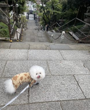 ビションフリーゼ おもち おもちふくさんぽとか彡 IMG_4664-312x380 ビションフリーゼ おもち おもちふくさんぽとか彡 IMG_4664-312x380