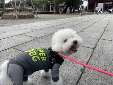 ビションフリーゼ おもち おもちふくさんぽとか彡 IMG_4665-380x285 ビションフリーゼ おもち おもちふくさんぽとか彡 IMG_4665-380x285