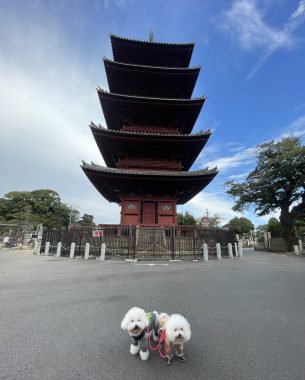 ビションフリーゼ おもち おもちふくさんぽとか彡 IMG_4667-305x380 ビションフリーゼ おもち おもちふくさんぽとか彡 IMG_4667-305x380