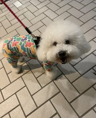 ビションフリーゼ おもち おもちふくさんぽとか彡 IMG_4673-310x380 ビションフリーゼ おもち おもちふくさんぽとか彡 IMG_4673-310x380