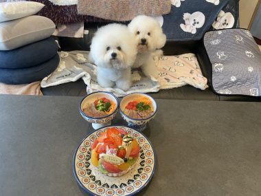 ビションフリーゼ おもち 10月6日おもち記念日\(^o^)/ IMG_4675-380x285 ビションフリーゼ おもち 10月6日おもち記念日\(^o^)/ IMG_4675-380x285