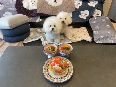 ビションフリーゼ おもち 10月6日おもち記念日\(^o^)/ IMG_4676-380x285 ビションフリーゼ おもち 10月6日おもち記念日\(^o^)/ IMG_4676-380x285