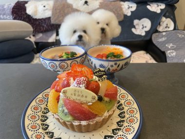 ビションフリーゼ おもち 10月6日おもち記念日\(^o^)/ IMG_4677-380x285 ビションフリーゼ おもち 10月6日おもち記念日\(^o^)/ IMG_4677-380x285
