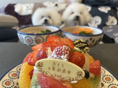 ビションフリーゼ おもち 10月6日おもち記念日\(^o^)/ IMG_4680-380x285 ビションフリーゼ おもち 10月6日おもち記念日\(^o^)/ IMG_4680-380x285