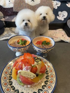ビションフリーゼ おもち 10月6日おもち記念日\(^o^)/ IMG_4681-285x380 ビションフリーゼ おもち 10月6日おもち記念日\(^o^)/ IMG_4681-285x380