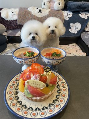ビションフリーゼ おもち 10月6日おもち記念日\(^o^)/ IMG_4682-285x380 ビションフリーゼ おもち 10月6日おもち記念日\(^o^)/ IMG_4682-285x380