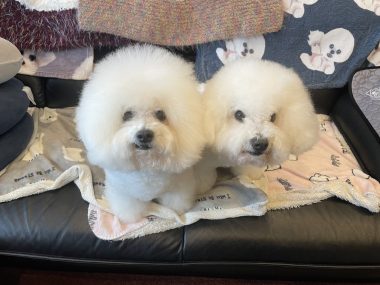 ビションフリーゼ おもち 10月6日おもち記念日\(^o^)/ IMG_4684-380x285 ビションフリーゼ おもち 10月6日おもち記念日\(^o^)/ IMG_4684-380x285