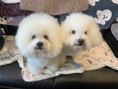 ビションフリーゼ おもち 10月6日おもち記念日\(^o^)/ IMG_4685-380x285 ビションフリーゼ おもち 10月6日おもち記念日\(^o^)/ IMG_4685-380x285