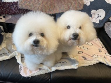 ビションフリーゼ おもち 10月6日おもち記念日\(^o^)/ IMG_4686-380x285 ビションフリーゼ おもち 10月6日おもち記念日\(^o^)/ IMG_4686-380x285