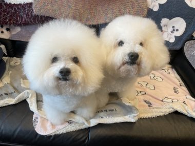 ビションフリーゼ おもち 10月6日おもち記念日\(^o^)/ IMG_4687-380x285 ビションフリーゼ おもち 10月6日おもち記念日\(^o^)/ IMG_4687-380x285