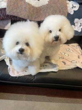 ビションフリーゼ おもち 10月6日おもち記念日\(^o^)/ IMG_4688-285x380 ビションフリーゼ おもち 10月6日おもち記念日\(^o^)/ IMG_4688-285x380