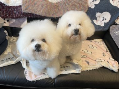 ビションフリーゼ おもち 10月6日おもち記念日\(^o^)/ IMG_4689-380x285 ビションフリーゼ おもち 10月6日おもち記念日\(^o^)/ IMG_4689-380x285