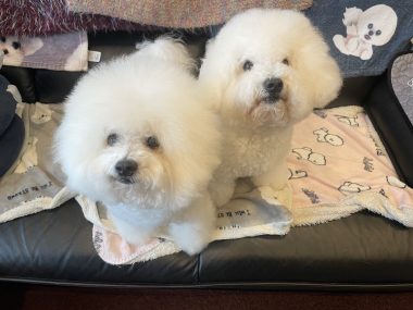ビションフリーゼ おもち 10月6日おもち記念日\(^o^)/ IMG_4690-380x285 ビションフリーゼ おもち 10月6日おもち記念日\(^o^)/ IMG_4690-380x285