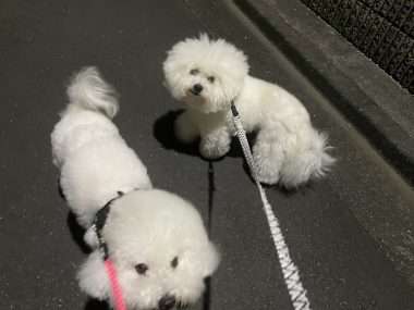 ビションフリーゼ おもち おもちふくさんぽとか彡 IMG_4700-380x285 ビションフリーゼ おもち おもちふくさんぽとか彡 IMG_4700-380x285