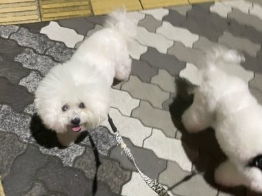 ビションフリーゼ おもち おもちふくさんぽとか彡 IMG_4702-380x285 ビションフリーゼ おもち おもちふくさんぽとか彡 IMG_4702-380x285