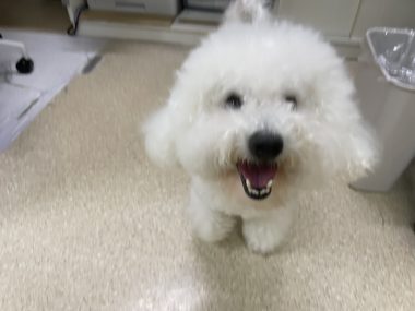 ビションフリーゼ　おもち  ふくらむちゃん救急 IMG_4708-380x285