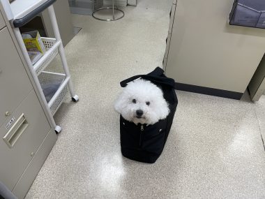 ビションフリーゼ　おもち  ふくらむちゃん救急 IMG_4711-380x285