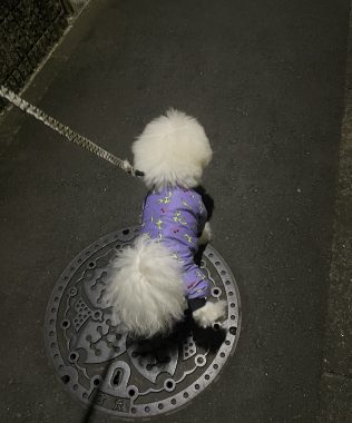 ビションフリーゼ　おもち  ふくらむちゃん救急 IMG_4713-316x380