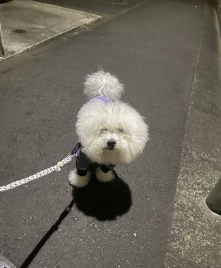 ビションフリーゼ　おもち  ふくらむちゃん救急 IMG_4716-313x380