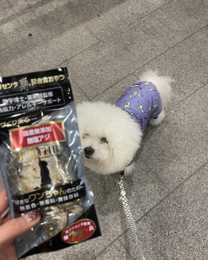 ビションフリーゼ　おもち  ふくらむちゃん救急 IMG_4717-304x380