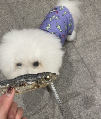 ビションフリーゼ　おもち  ふくらむちゃん救急 IMG_4718-323x380