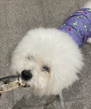 ビションフリーゼ　おもち  ふくらむちゃん救急 IMG_4719-318x380