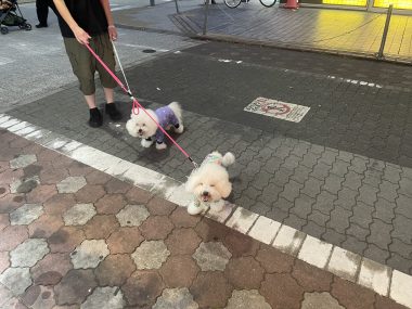 ビションフリーゼ　おもち  串カツ田中＼(^o^)／ IMG_4721-380x285