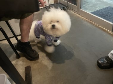 ビションフリーゼ　おもち  串カツ田中＼(^o^)／ IMG_4723-380x285
