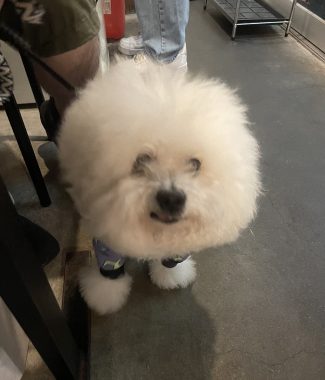 ビションフリーゼ　おもち  串カツ田中＼(^o^)／ IMG_4725-325x380