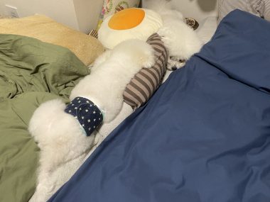 ビションフリーゼ　おもち  おもふく病院おもトリミング IMG_4733-380x285