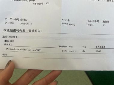 ビションフリーゼ　おもち  おもふく病院おもトリミング IMG_4735-380x285