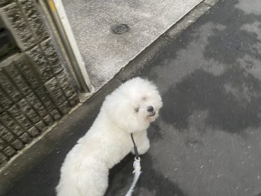 ビションフリーゼ　おもち  おもふく病院おもトリミング IMG_4739-380x285