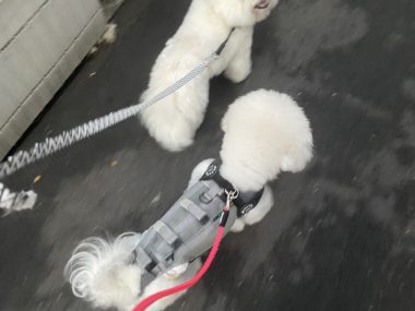ビションフリーゼ　おもち  おもふく病院おもトリミング IMG_4740-380x285