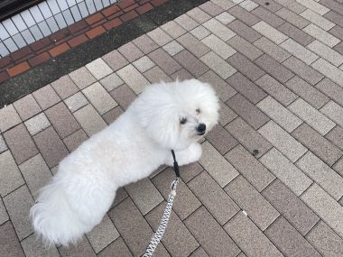 ビションフリーゼ　おもち  おもふく病院おもトリミング IMG_4742-380x285